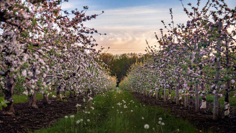 Rows of apple trees in blossom at sunset at Blake's Farms