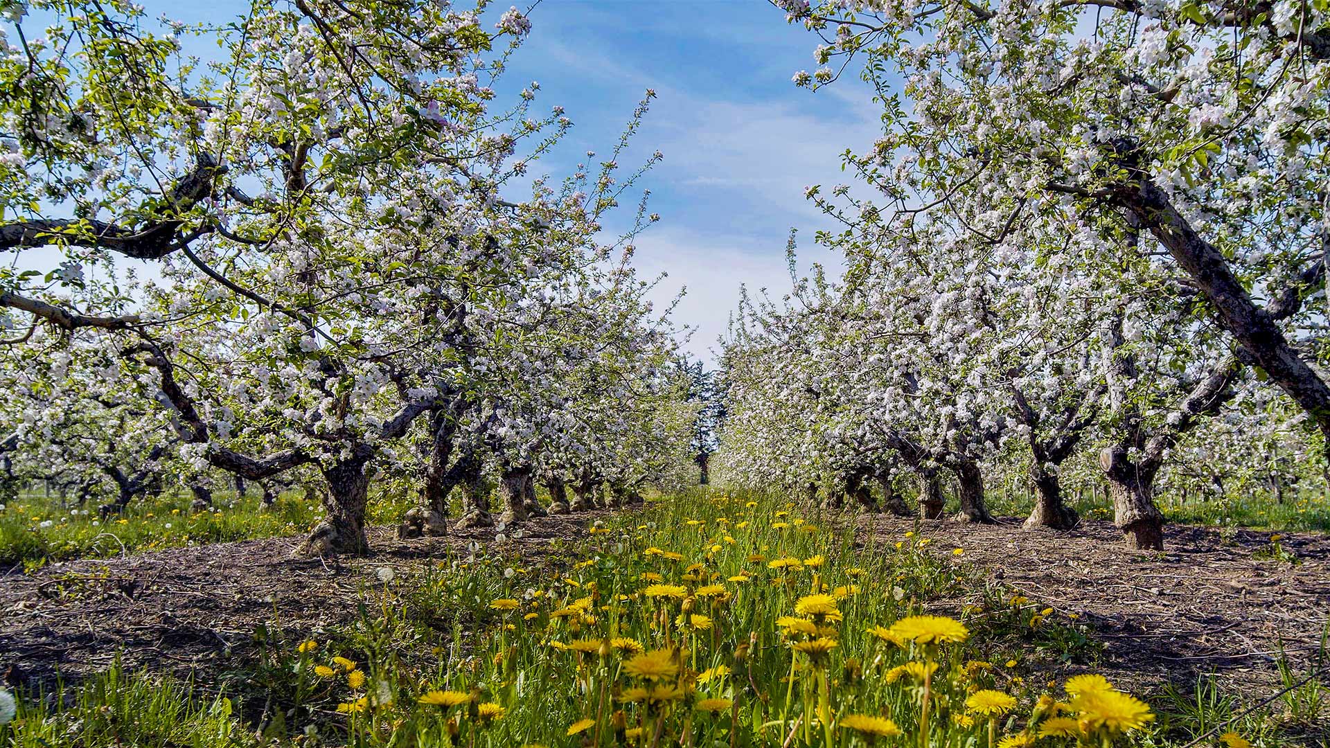 Blake S Apple Blossoms In Bloom Blake S Hard Cider Co